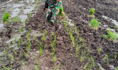 Babinsa Kodim 0301/Pbr Tanam Padi Gogo di Sibam,Dukung Ketahanan Pangan