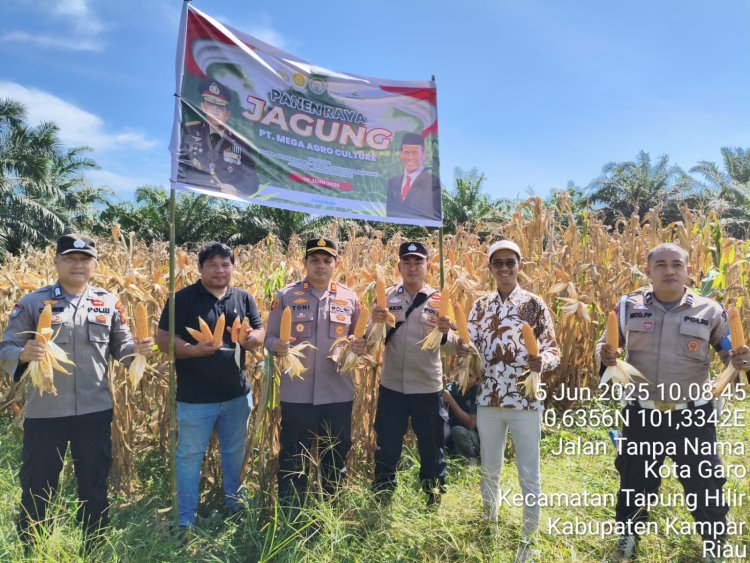 Kapolsek Tapung Hilir Panen Raya Jagung: Dukung Ketahanan Pangan Nasional   