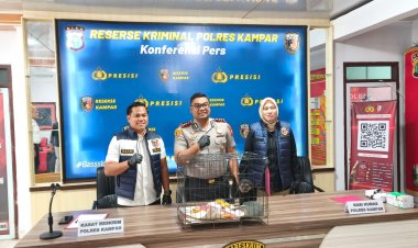 Owa Ungko Hampir Dijual 8 Juta, Polisi Amankan Pelaku!"