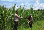 Dukung Ketahanan Pangan,Polsek Kampar Kiri Pantau lahan Jagung di Gunung Sahilan