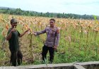 Polsek Kampar Kiri Periksa Tanaman Jagung Kelompok Tani Presisi – Kondisi Bagus, Siap Panen Bulan Juni   