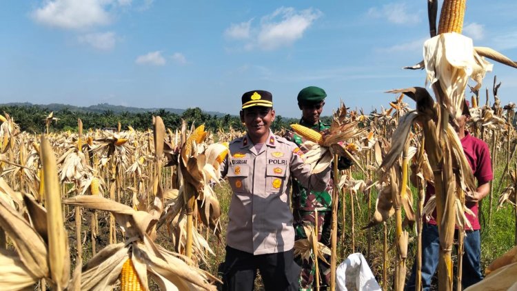 POLSEK KAMPAR KIRI GANDENG PT. SURYA AGRO & KELOMPOK TANI – PANEN RAYA JAGUNG PIPIL 2 HA, HASILNYA KE BULOG
