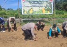 Polsek Kampar Kiri Sukses Laksanakan Penanaman Jagung Tahap II